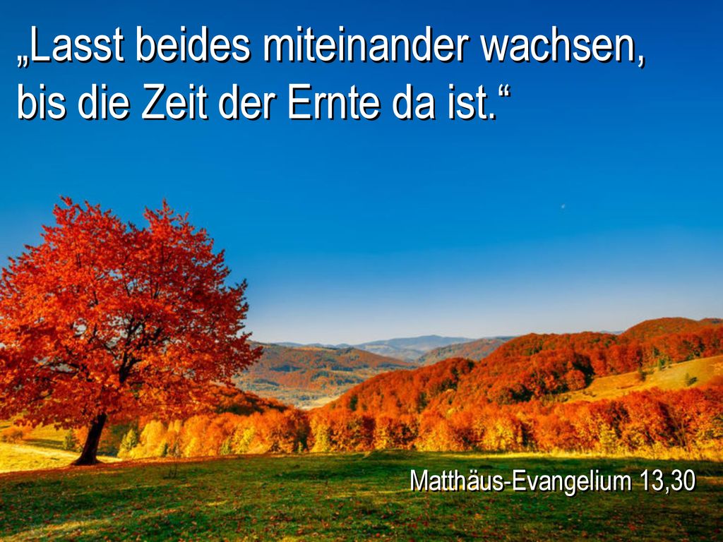 „Lasst beides miteinander wachsen, bis die Zeit der Ernte da ist.