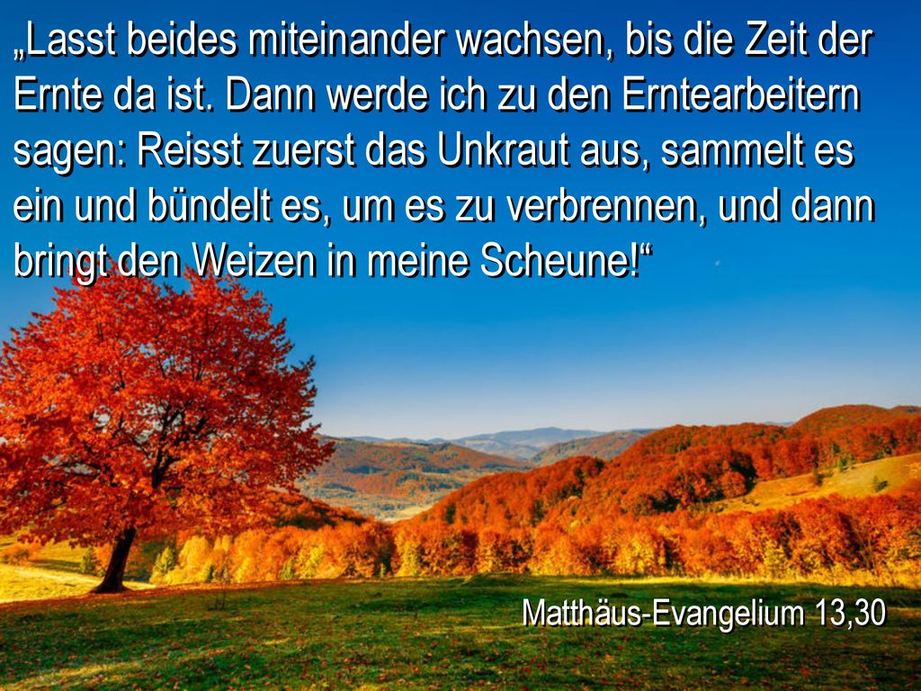 „Lasst beides miteinander wachsen, bis die Zeit der Ernte da ist