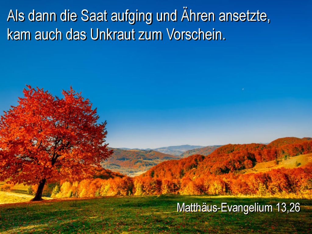 Als dann die Saat aufging und Ähren ansetzte, kam auch das Unkraut zum Vorschein.