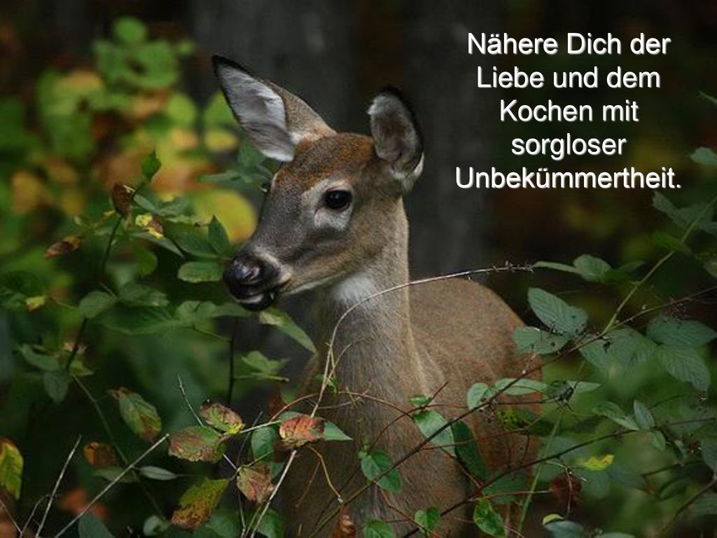 Nähere Dich der Liebe und dem Kochen mit sorgloser Unbekümmertheit.