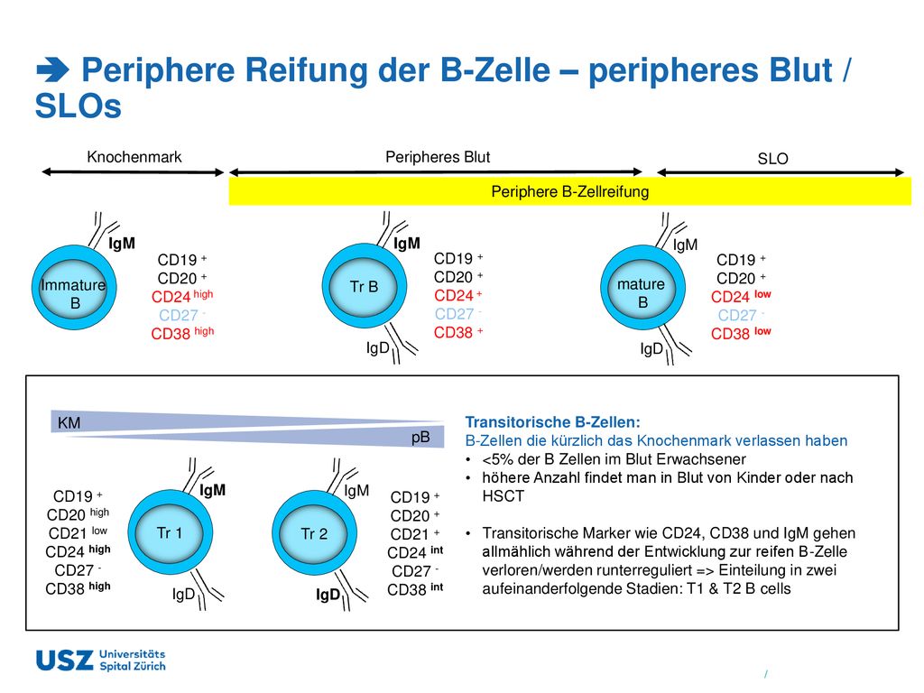  Periphere Reifung der B-Zelle – peripheres Blut / SLOs