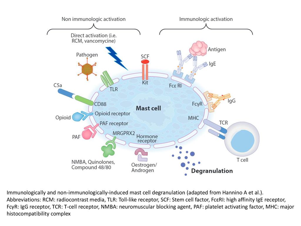 Immunologically and non-immunologically-induced mast cell degranulation (adapted from Hannino A et al.).