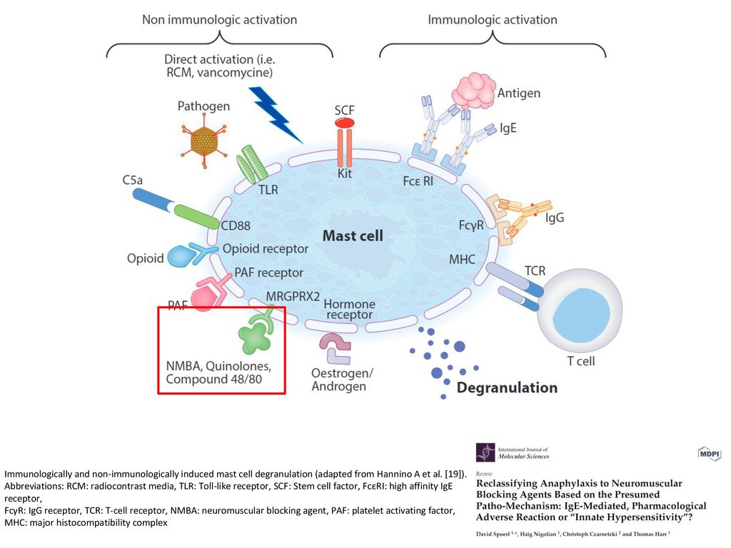 Immunologically and non-immunologically induced mast cell degranulation (adapted from Hannino A et al. [19]).