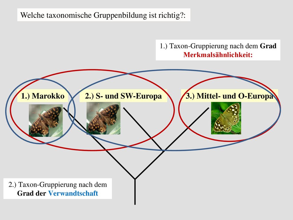 1.) Marokko 2.) S- und SW-Europa 3.) Mittel- und O-Europa