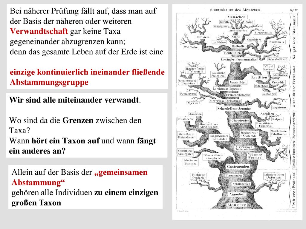 Bei näherer Prüfung fällt auf, dass man auf der Basis der näheren oder weiteren Verwandtschaft gar keine Taxa gegeneinander abzugrenzen kann;