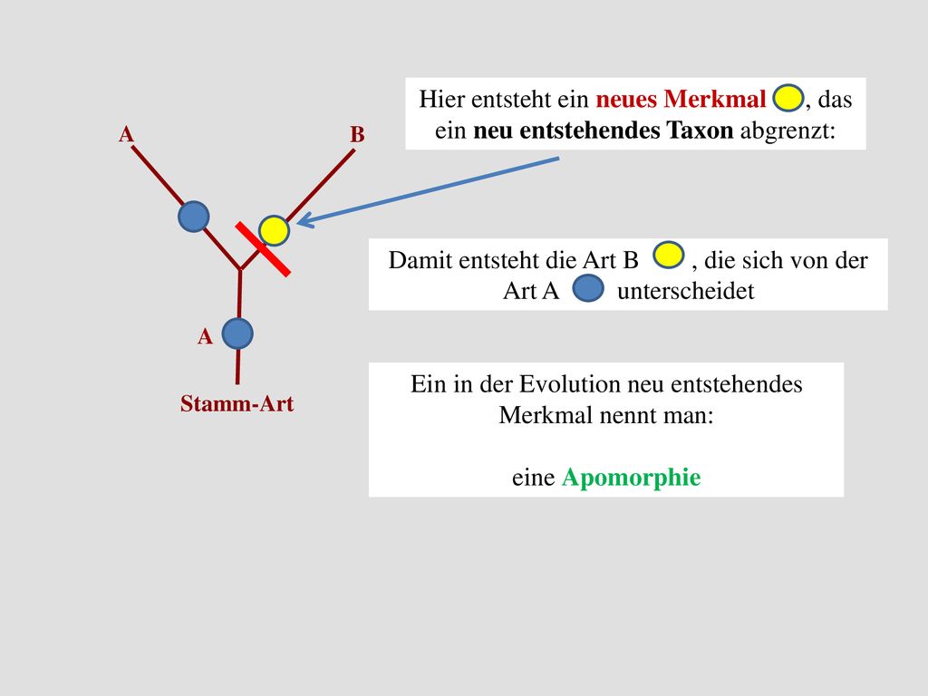 Damit entsteht die Art B , die sich von der Art A unterscheidet