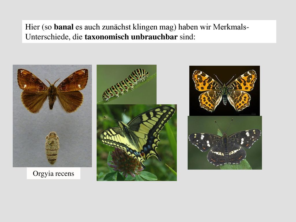 Hier (so banal es auch zunächst klingen mag) haben wir Merkmals-Unterschiede, die taxonomisch unbrauchbar sind: