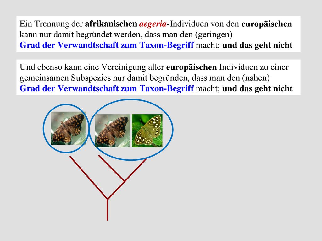 Ein Trennung der afrikanischen aegeria-Individuen von den europäischen kann nur damit begründet werden, dass man den (geringen)