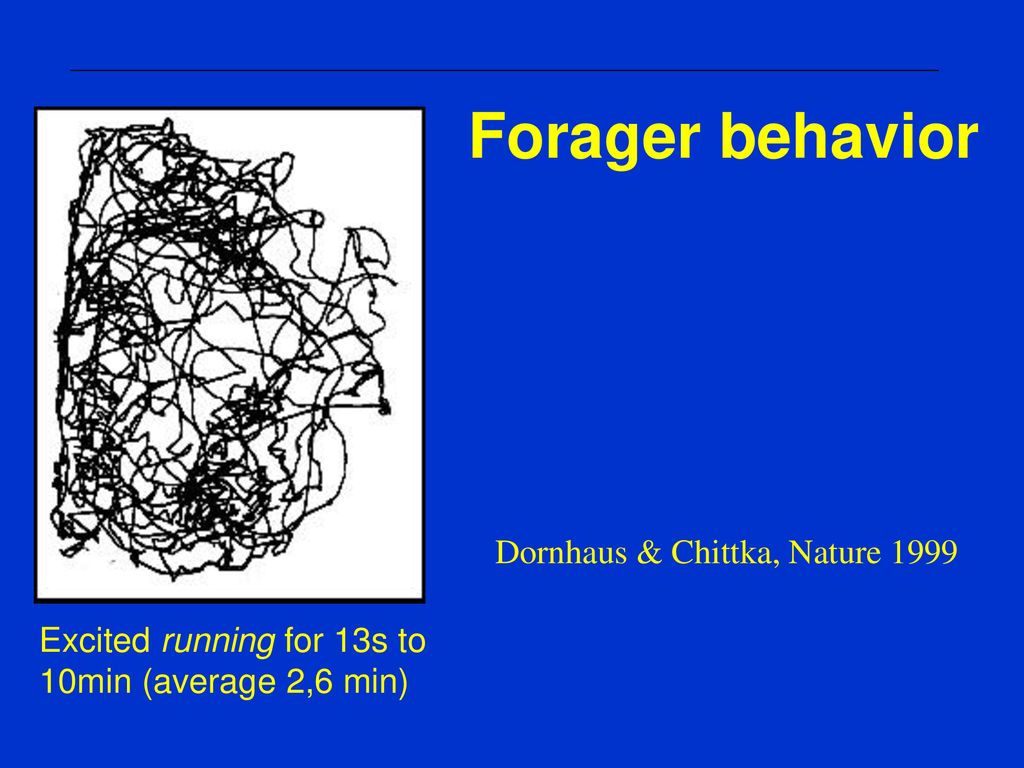 Forager behavior Dornhaus & Chittka, Nature 1999