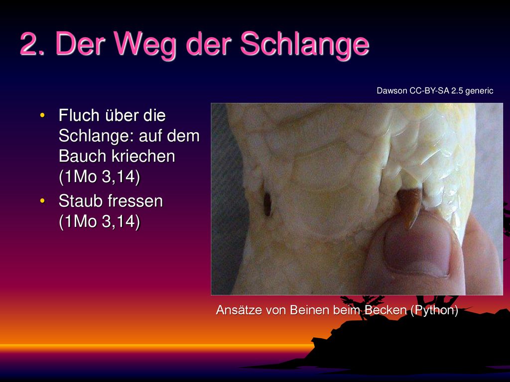 2. Der Weg der Schlange Dawson CC-BY-SA 2.5 generic. Fluch über die Schlange: auf dem Bauch kriechen (1Mo 3,14)