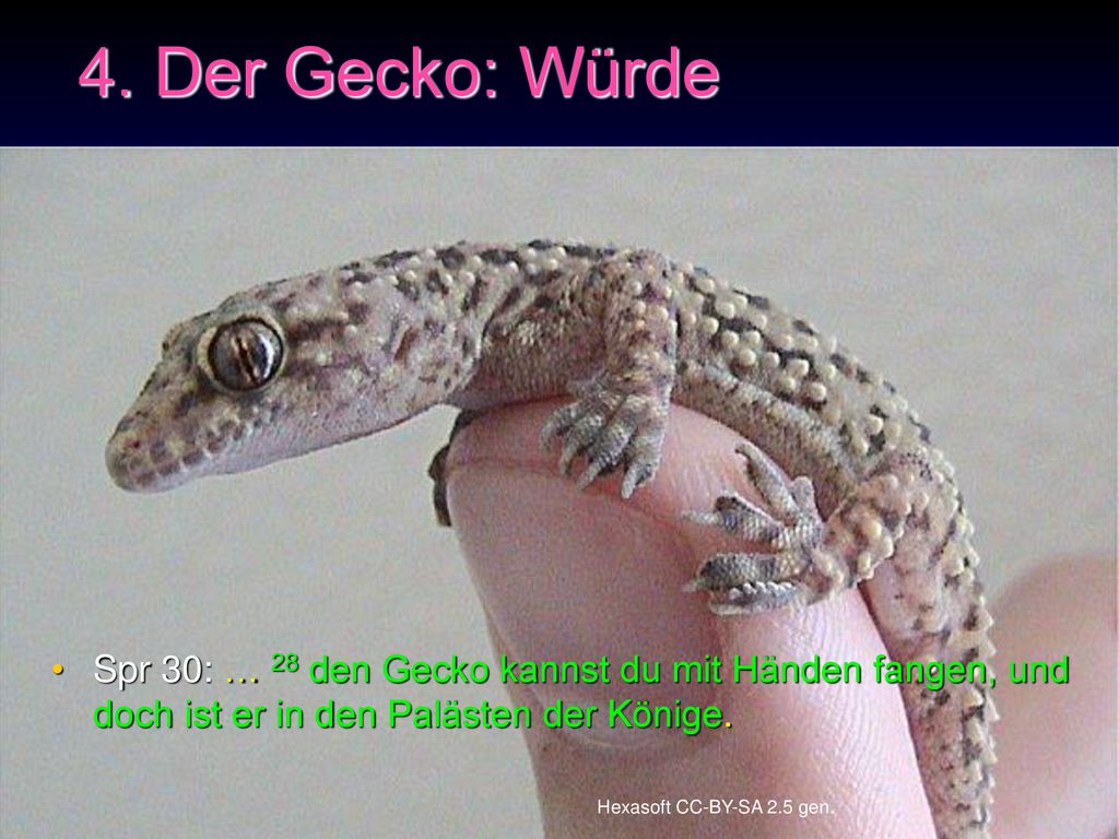 Tiere im Buch der Sprüche ppt herunterladen