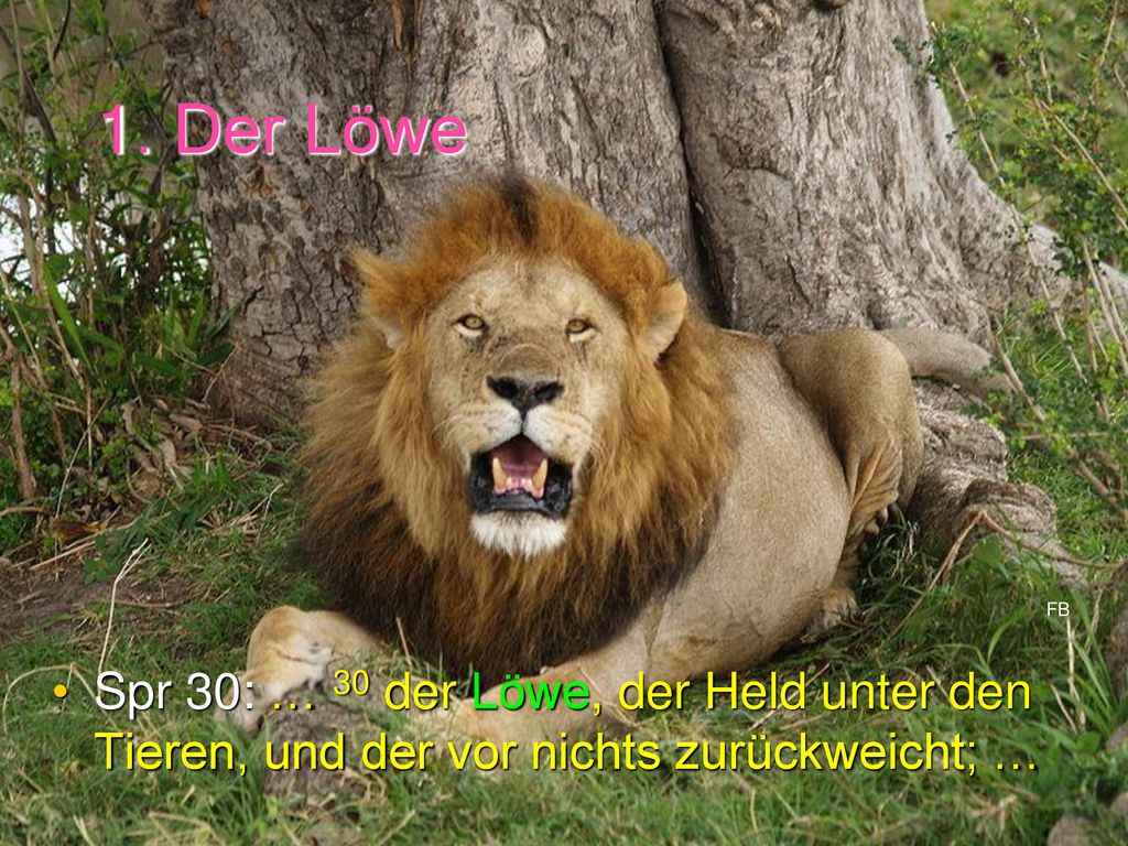 1. Der Löwe FB Spr 30: … 30 der Löwe, der Held unter den Tieren, und der vor nichts zurückweicht; …