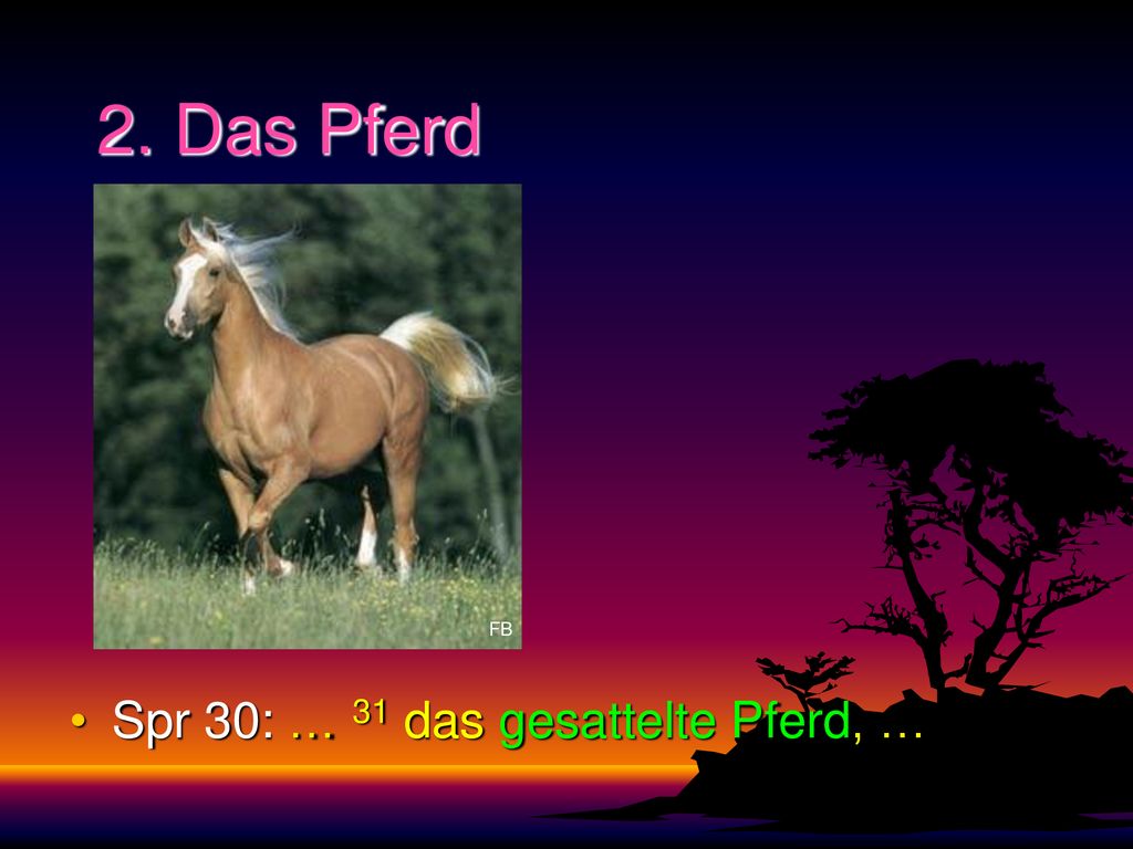 2. Das Pferd FB Spr 30: … 31 das gesattelte Pferd, …