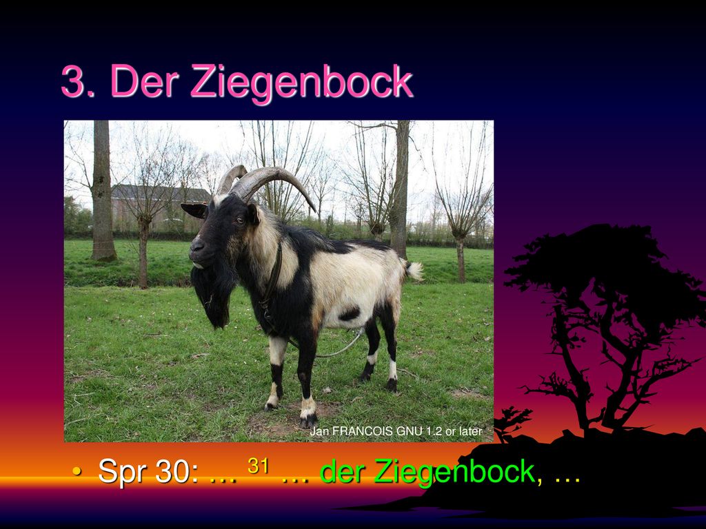 3. Der Ziegenbock Spr 30: … 31 … der Ziegenbock, …