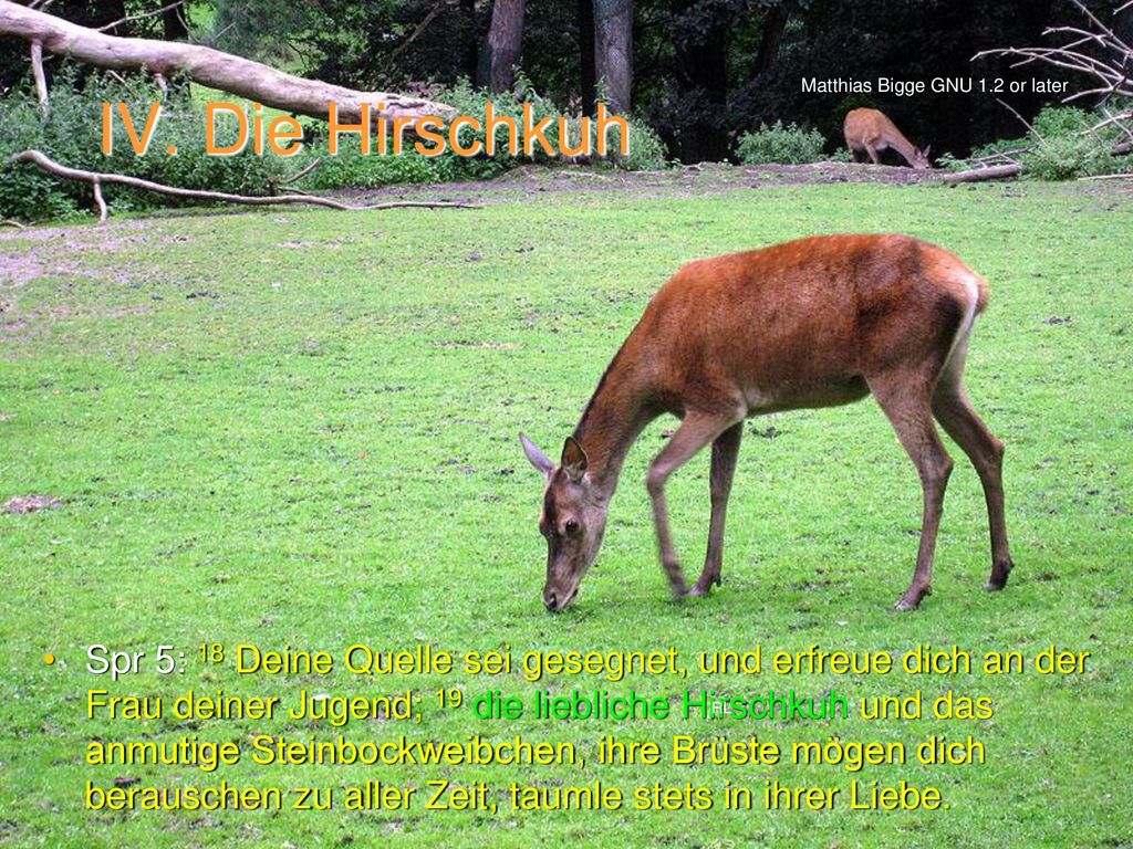 IV. Die Hirschkuh Matthias Bigge GNU 1.2 or later.