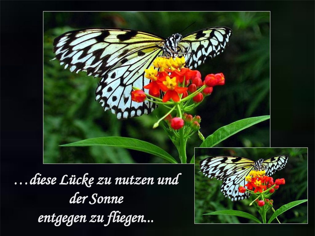 …diese Lücke zu nutzen und der Sonne entgegen zu fliegen...