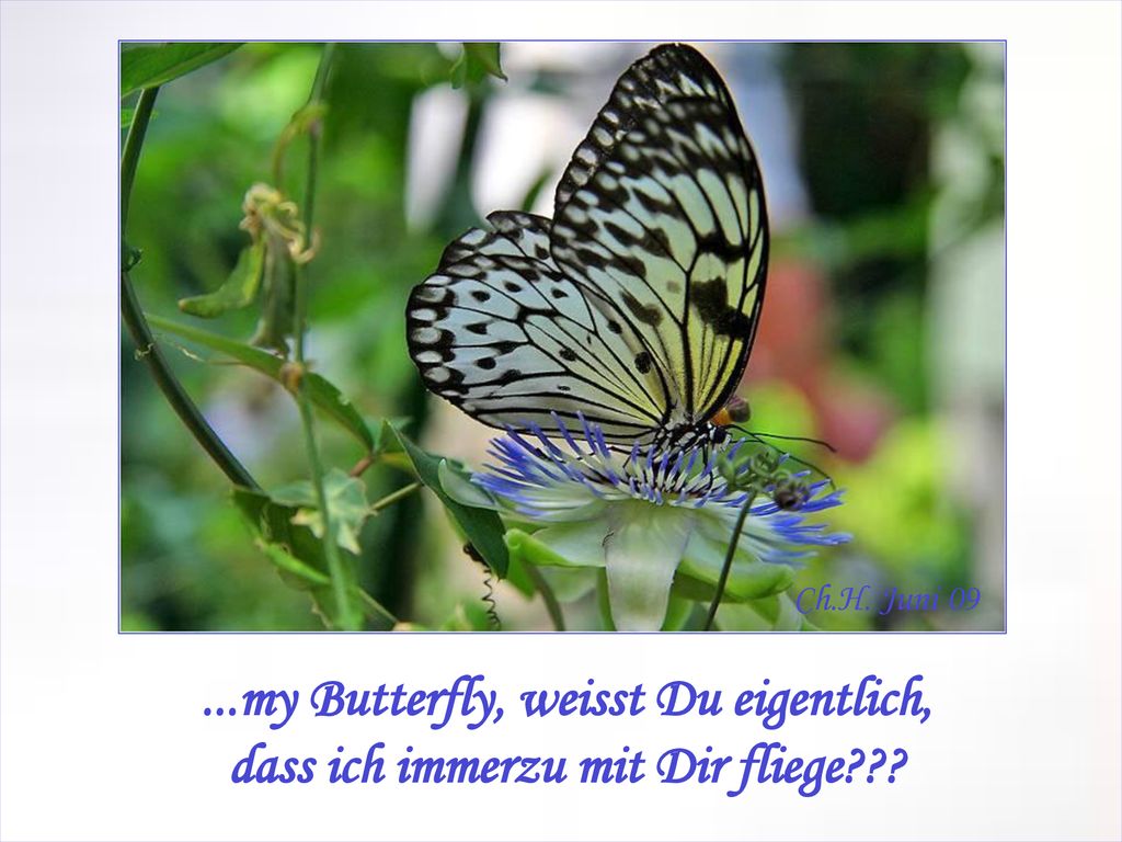 Ch.H. Juni my Butterfly, weisst Du eigentlich, dass ich immerzu mit Dir fliege