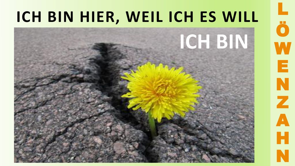 L Ö W E N Z A H N ICH BIN HIER, WEIL ICH ES WILL ICH BIN