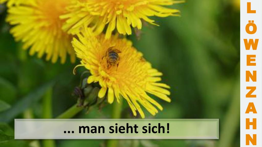 L Ö W E N Z A H N ... man sieht sich!