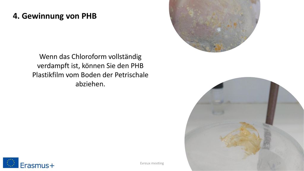 4. Gewinnung von PHB Wenn das Chloroform vollständig verdampft ist, können Sie den PHB Plastikfilm vom Boden der Petrischale abziehen.