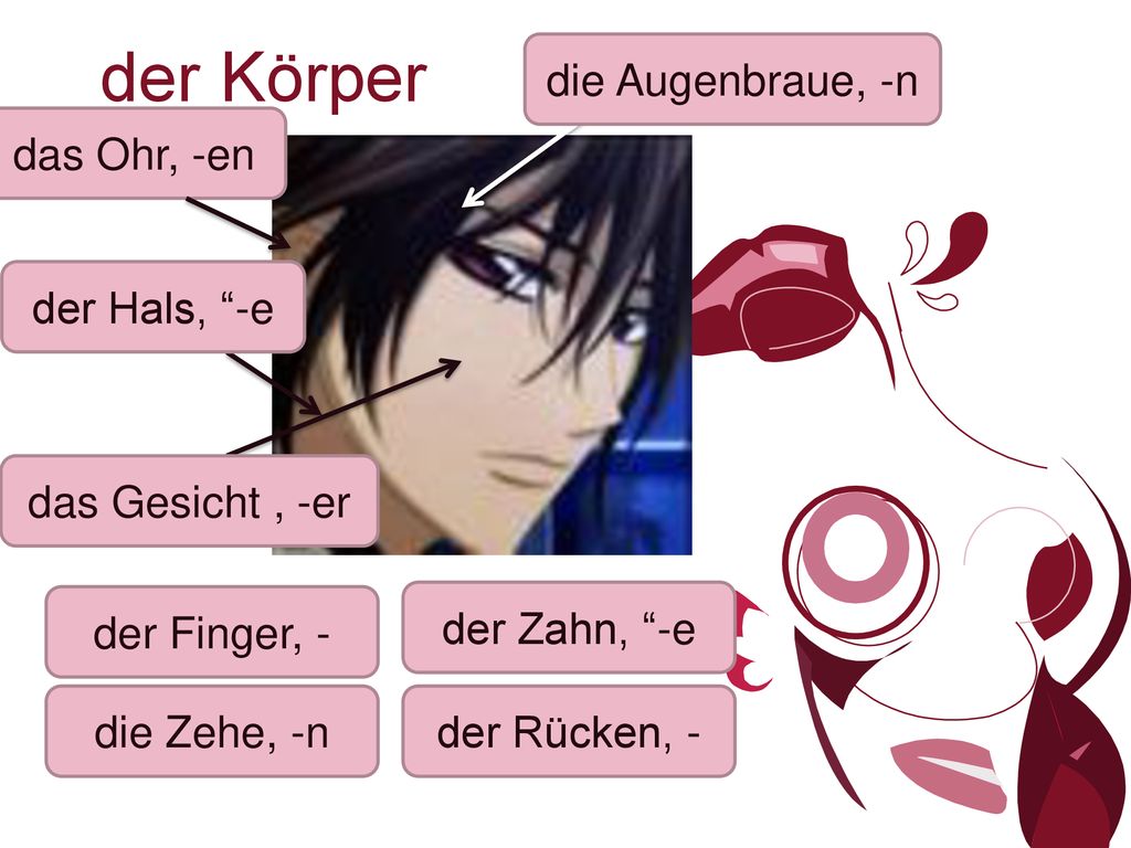 der Körper die Augenbraue, -n das Ohr, -en der Hals, -e