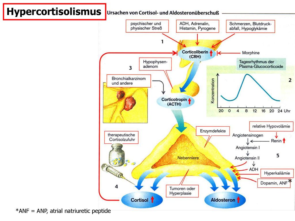 Hypercortisolismus * *ANF = ANP, atrial natriuretic peptide 22
