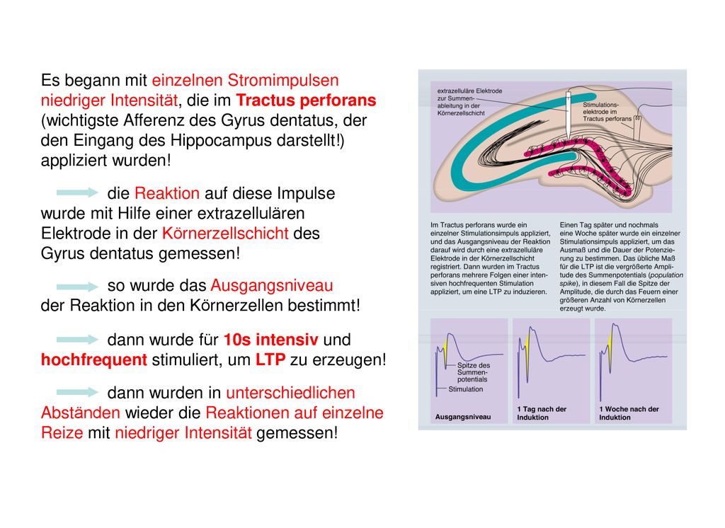 Es begann mit einzelnen Stromimpulsen niedriger Intensität, die im Tractus perforans (wichtigste Afferenz des Gyrus dentatus, der den Eingang des Hippocampus darstellt!) appliziert wurden!