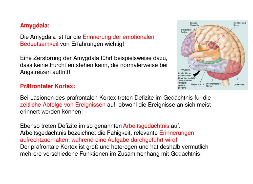 Amygdala: Die Amygdala ist für die Erinnerung der emotionalen Bedeutsamkeit von Erfahrungen wichtig!
