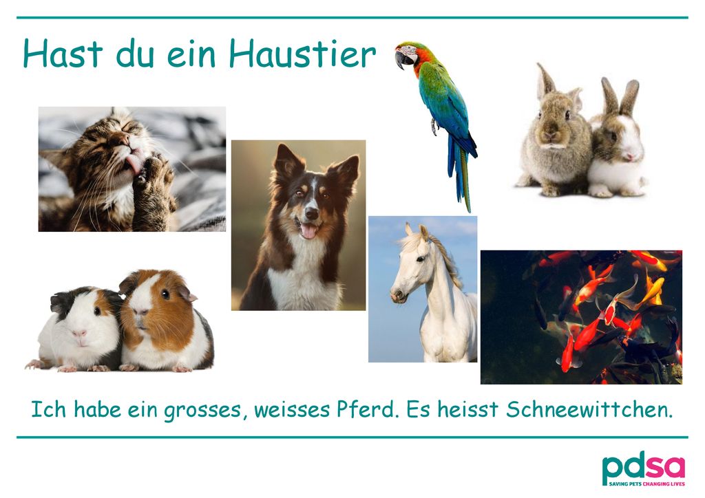 Hast du ein Haustier. Answer: I have a white horse called ‘Snow White’.