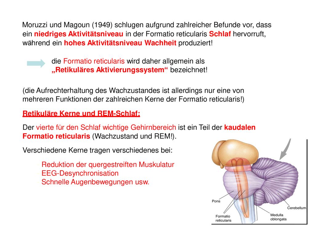 Moruzzi und Magoun (1949) schlugen aufgrund zahlreicher Befunde vor, dass ein niedriges Aktivitätsniveau in der Formatio reticularis Schlaf hervorruft, während ein hohes Aktivitätsniveau Wachheit produziert!
