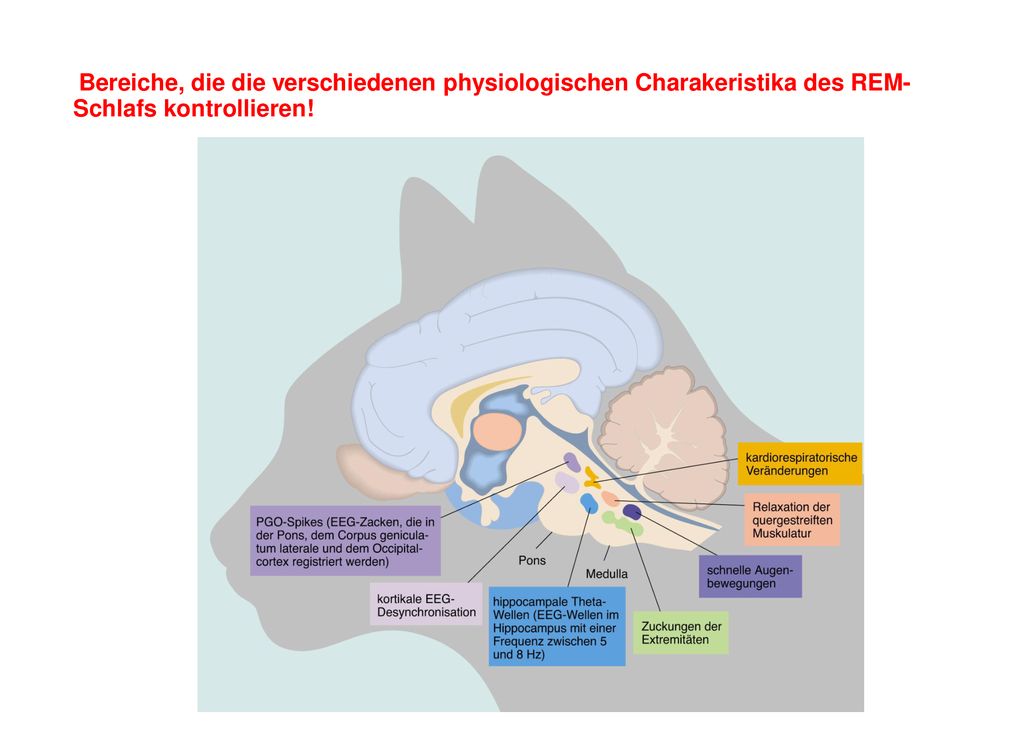 Bereiche, die die verschiedenen physiologischen Charakeristika des REM- Schlafs kontrollieren!