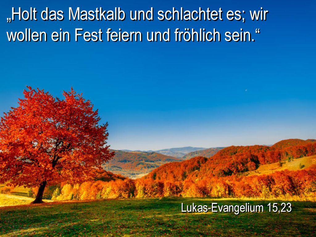 „Holt das Mastkalb und schlachtet es; wir wollen ein Fest feiern und fröhlich sein.