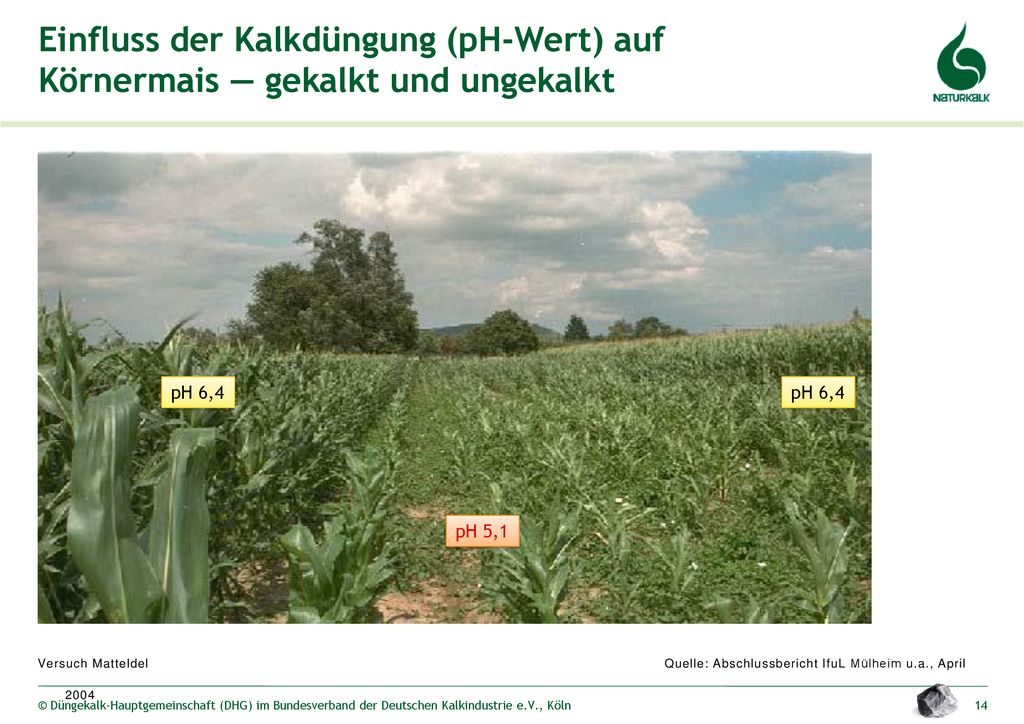Einfluss der Kalkdüngung (pH-Wert) auf Körnermais — gekalkt und ungekalkt