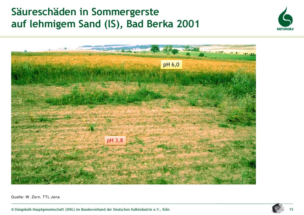 Säureschäden in Sommergerste auf lehmigem Sand (lS), Bad Berka 2001