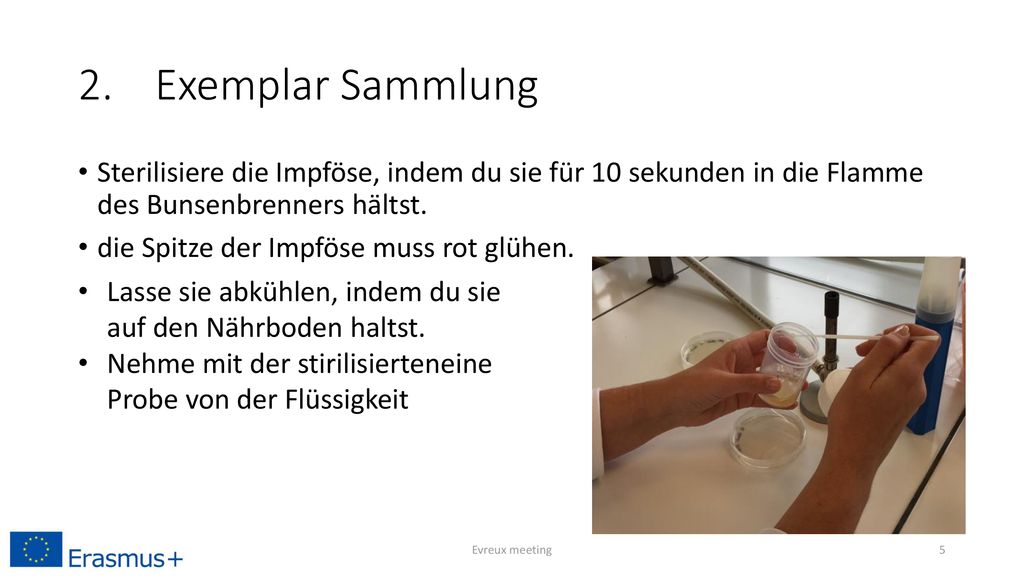 2. Exemplar Sammlung Sterilisiere die Impföse, indem du sie für 10 sekunden in die Flamme des Bunsenbrenners hältst.