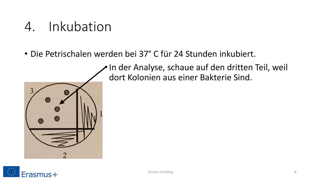 4. Inkubation Die Petrischalen werden bei 37° C für 24 Stunden inkubiert.