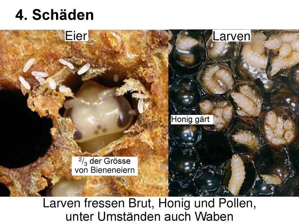 4. Schäden Eier Larven Larven fressen Brut, Honig und Pollen,