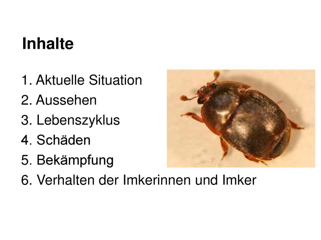 Inhalte 1. Aktuelle Situation 2. Aussehen 3. Lebenszyklus 4. Schäden