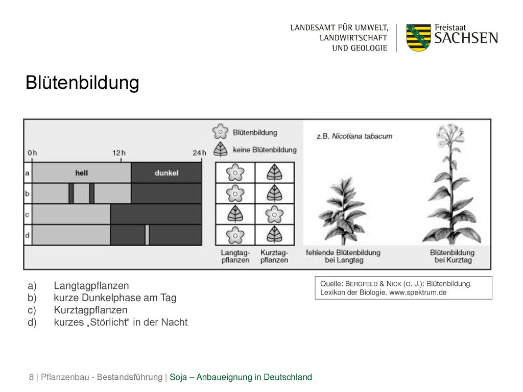 Blütenbildung Langtagpflanzen kurze Dunkelphase am Tag Kurztagpflanzen