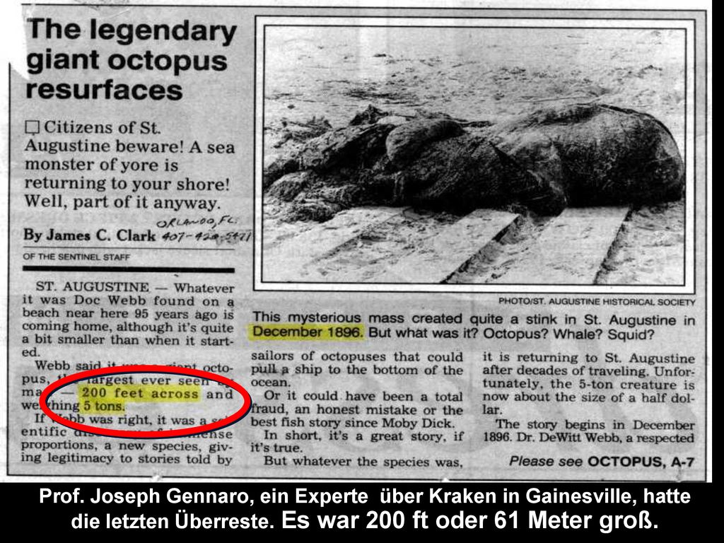 Prof. Joseph Gennaro, ein Experte über Kraken in Gainesville, hatte die letzten Überreste.