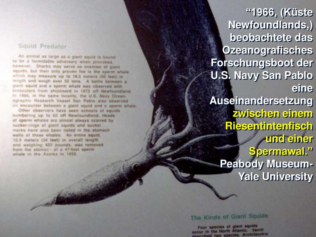 1966, (Küste Newfoundlands,) beobachtete das Ozeanografisches Forschungsboot der U.S. Navy San Pablo