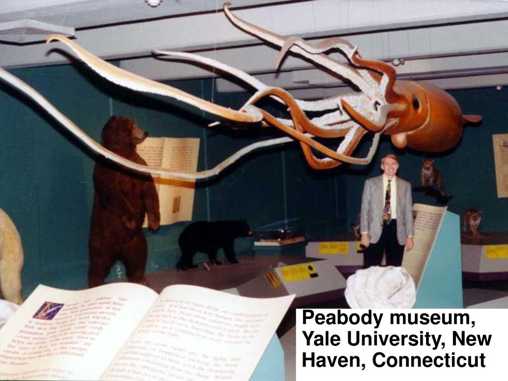 Giant squid (Yale) Peabody museum, Yale University, New Haven, Connecticut