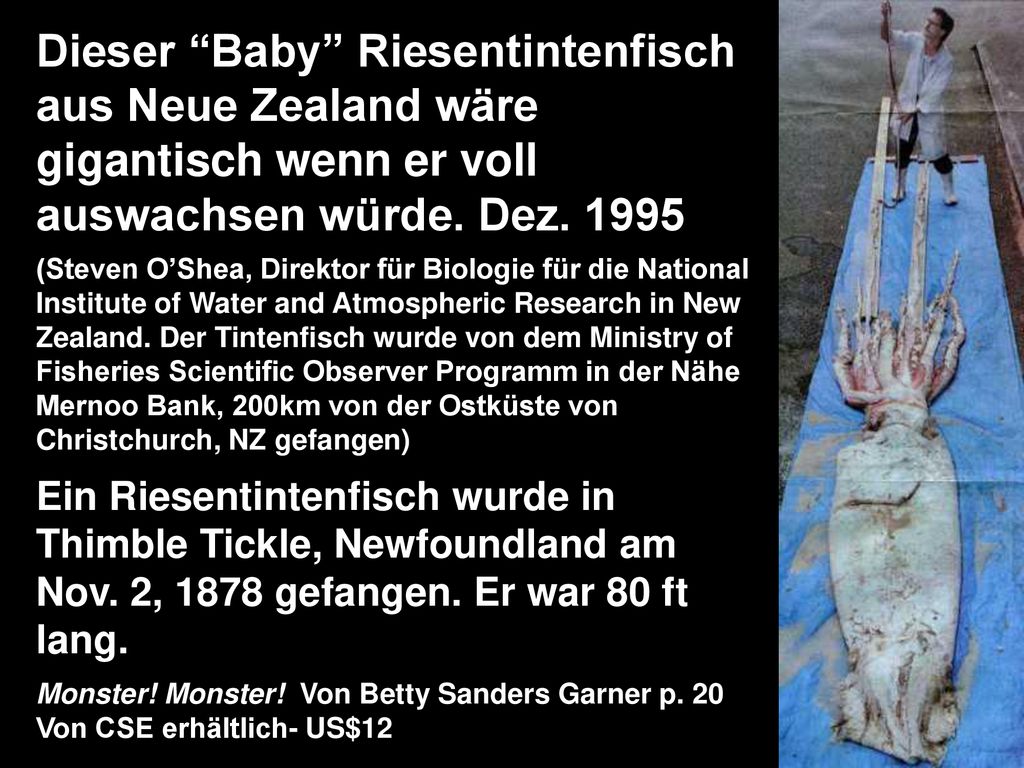 Dieser Baby Riesentintenfisch aus Neue Zealand wäre gigantisch wenn er voll auswachsen würde. Dez. 1995