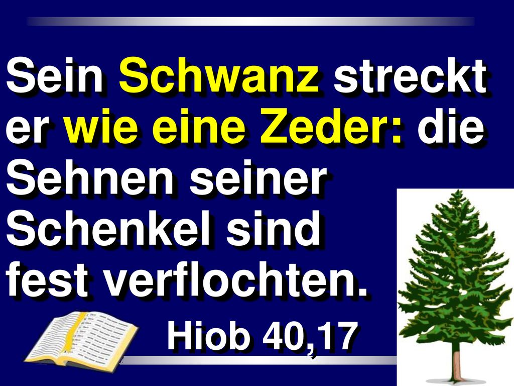 Sein Schwanz streckt er wie eine Zeder: die Sehnen seiner Schenkel sind fest verflochten.