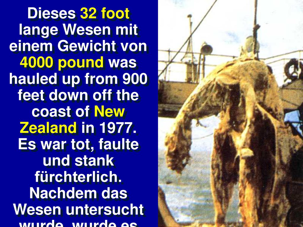 Dieses 32 foot lange Wesen mit einem Gewicht von 4000 pound was hauled up from 900 feet down off the coast of New Zealand in 1977.