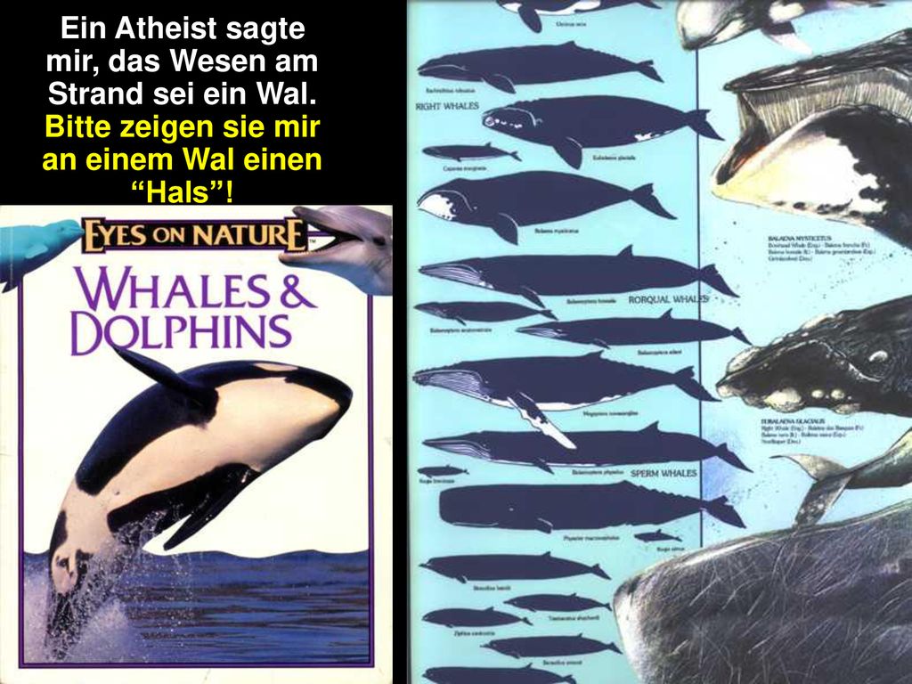 Ein Atheist sagte mir, das Wesen am Strand sei ein Wal.
