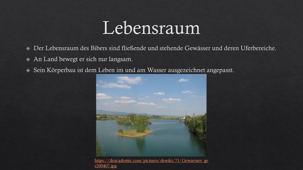 Lebensraum Der Lebensraum des Bibers sind fließende und stehende Gewässer und deren Uferbereiche. An Land bewegt er sich nur langsam.