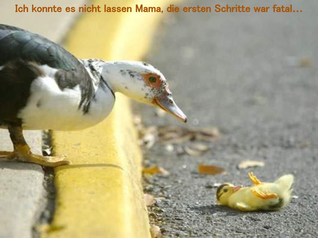 Ich konnte es nicht lassen Mama, die ersten Schritte war fatal…