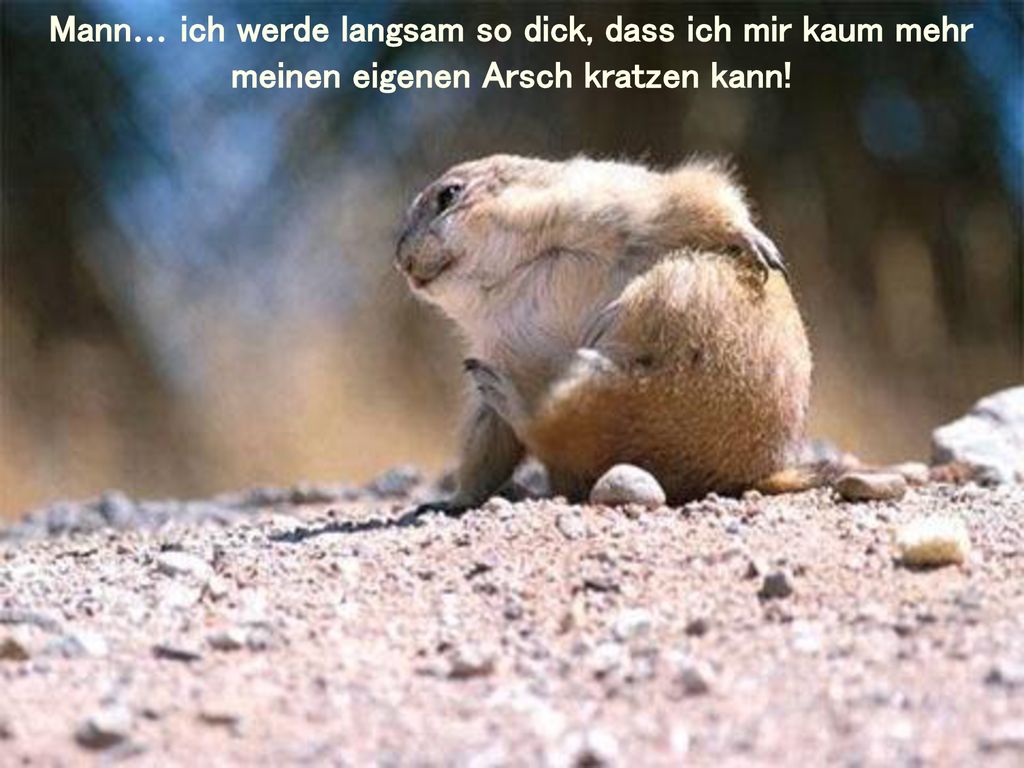Mann… ich werde langsam so dick, dass ich mir kaum mehr meinen eigenen Arsch kratzen kann!