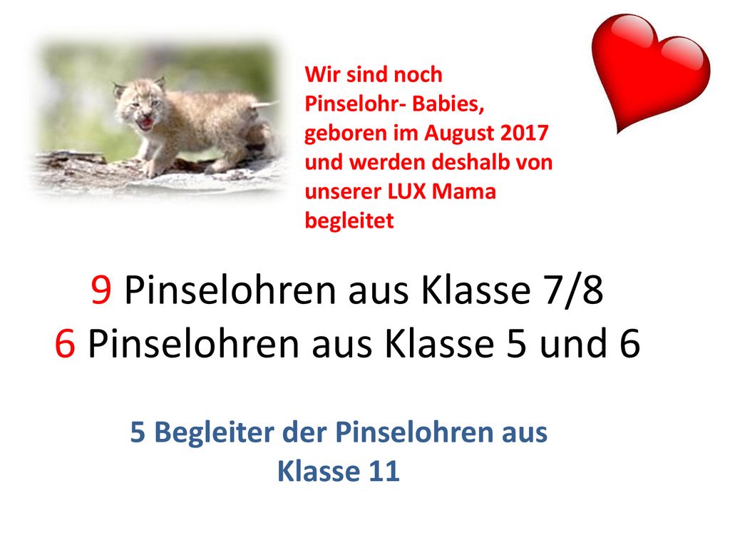 9 Pinselohren aus Klasse 7/8 6 Pinselohren aus Klasse 5 und 6